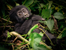 Ohrožené horské gorily v Ugandě zabil blesk, do místa neštěstí míří s finanční pomocí expedice Go za Gorilou!